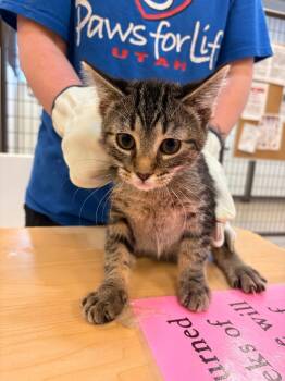 Rescue Domestic Short Hair Cats for Adoption in Heber City, Utah - Edward | PetCurious