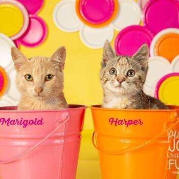 Rescue Domestic Short Hair Cats for Adoption in Springfield, Missouri - Marigold | PetCurious