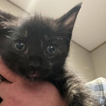 A26-027 Jasmine -  Domestic Short Hair and American Curl Cat for Adoption in Santa Rosa Beach, Florida - A26-027 Jasmine | PetCurious