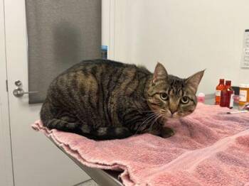 Onna -  Domestic Short Hair Cat for Adoption in Kansas City, Missouri - Onna | PetCurious