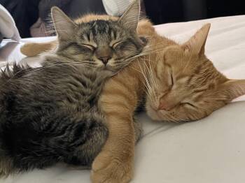Tripp and Murphy -  Domestic Medium Hair Cat for Adoption in Blaine, Minnesota - Tripp And Murphy | PetCurious