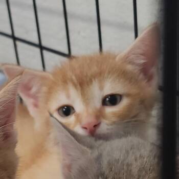 Queso -  Domestic Medium Hair Cat for Adoption in Evensville, Tennessee - Queso | PetCurious