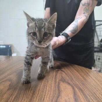 Catnip -  Domestic Short Hair Cat Available for Adoption in Clanton, Alabama - Catnip | PetCurious