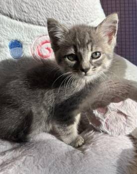 Princess Girl 1246-26 -  Domestic Short Hair Cat for Adoption in Cumming, Georgia - Princess Girl 1246-26 | PetCurious
