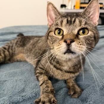 Rowan -  Domestic Short Hair Cat for Adoption in Philadelphia, Pennsylvania - Rowan | PetCurious