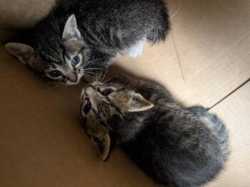 Domestic Short Hair Cats Available for Adoption in Nacogdoches, Texas - Combo | PetCurious