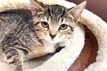 Domestic Short Hair Cats Available for Adoption in Fort Lauderdale, Florida - ECLIPSE | PetCurious