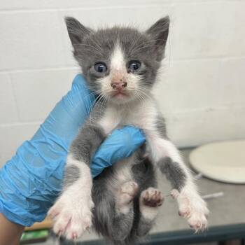 Jace -  Domestic Short Hair Cat for Adoption in Edinburg, Texas - Jace | PetCurious