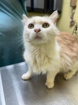 Buffy -  Domestic Short Hair Cat for Adoption in Crossville, Tennessee - Buffy | PetCurious