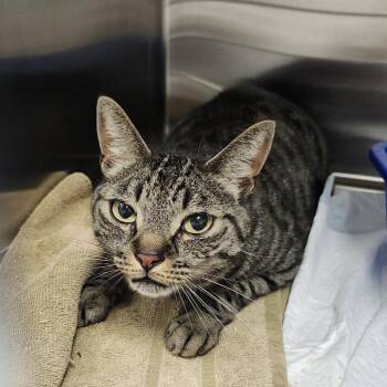 Domestic Short Hair Cats Available for Adoption in Clearwater, Florida - Vinny | PetCurious