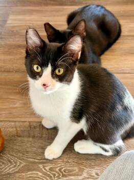 Poppy -  Tuxedo Cat for Adoption in Fresno, California - Poppy | PetCurious