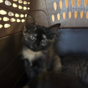 Vienna -  Domestic Short Hair Cat for Adoption in West Palm Beach, Florida - Vienna | PetCurious