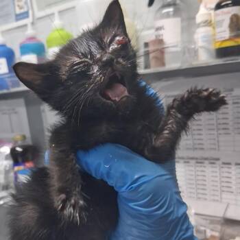 Star Wars -  Domestic Medium Hair Cat for Adoption in Summerville, South Carolina - Star Wars | PetCurious