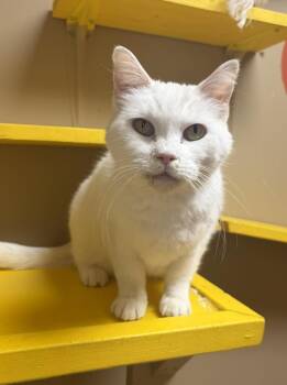 Domestic Short Hair Cats Available for Adoption in Maryville, Missouri - Frost | PetCurious