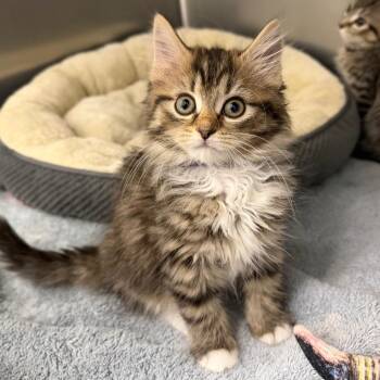 Domestic Long Hair Cats Available for Adoption in Marshall, Virginia - Eva | PetCurious