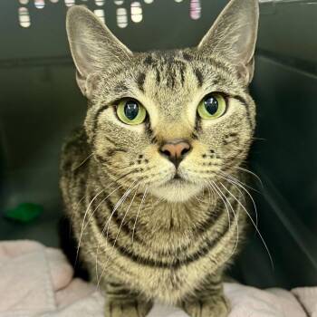 Sprinkles -  Domestic Short Hair Cat for Adoption in Winchendon, Massachusetts - Sprinkles | PetCurious