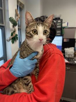 Rescue Domestic Short Hair Cats for Adoption in New York, New York - Simba | PetCurious