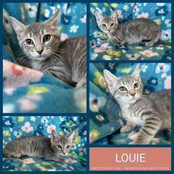 Domestic Short Hair Cats Available for Adoption in Corpus Christi, Texas - Louie | PetCurious