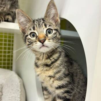 Walter -  Domestic Short Hair Cat Available for Adoption in Tallahassee, Florida - Walter | PetCurious