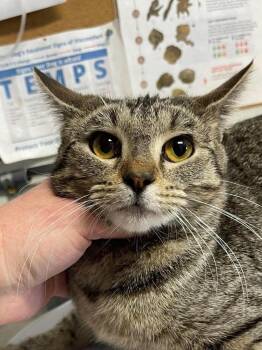 Jovie -  Domestic Short Hair Cat for Adoption in Bolivar, Missouri - Jovie | PetCurious