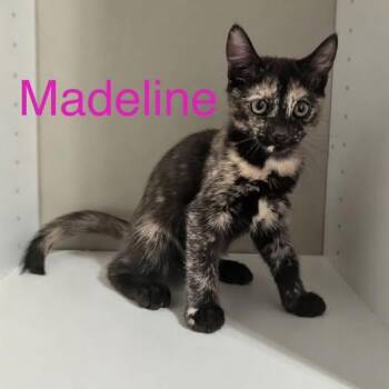 Rescue Tortoiseshell Cats for Adoption in Tucson, Arizona - Madeline | PetCurious