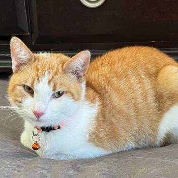 Domestic Short Hair Cats Available for Adoption - O