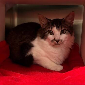 Kodiak -  Domestic Medium Hair Cat for Adoption in Cedaredge, Colorado - Kodiak | PetCurious