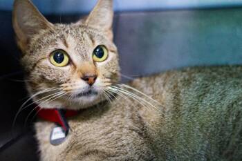 Bride -  Domestic Short Hair Cat Available for Adoption in Hot Springs, Arkansas - Bride | PetCurious