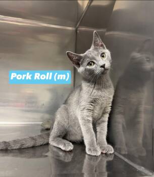 Pork Roll -  Domestic Short Hair and Russian Blue Cat for Adoption in Montville, New Jersey - Pork Roll | PetCurious