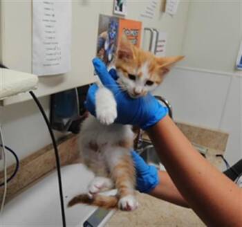 MOONSHINE -  Domestic Short Hair Cat for Adoption in Albuquerque, New Mexico - MOONSHINE | PetCurious