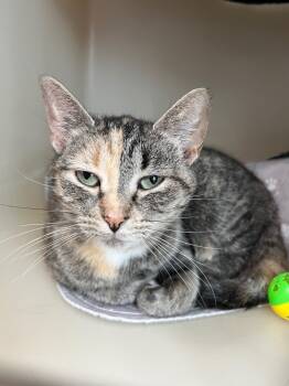 Rescue Domestic Short Hair Cats for Adoption in Menomonie, Wisconsin - Sansa | PetCurious