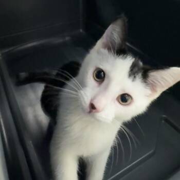 Biscuit -  Domestic Short Hair Cat for Adoption in Des Moines, Iowa - Biscuit | PetCurious