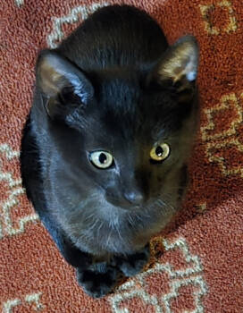 Rescue Domestic Short Hair Cats for Adoption in Encinitas, California - Apollo | PetCurious