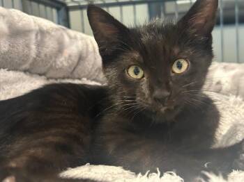 Domestic Short Hair Cats Available for Adoption in Orlando, Florida - Baloo | PetCurious