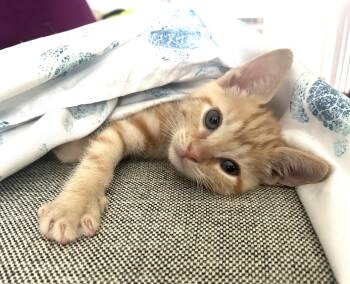 Peanut (A141298) -  Tabby Cat for Adoption in Burbank, California - Peanut (A141298) | PetCurious