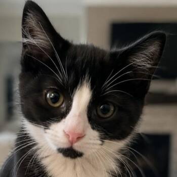 Kolter -  Domestic Short Hair Cat for Adoption in Cumming, Georgia - Kolter | PetCurious