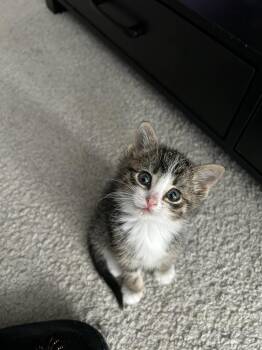 Domestic Short Hair Cats Available for Adoption - Fiona | PetCurious