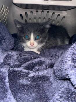 Poppy -  Domestic Short Hair Cat for Adoption in Bossier City, Louisiana - Poppy | PetCurious