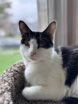 Domestic Short Hair Cats Available for Adoption in North Babylon, New York - Bessie | PetCurious
