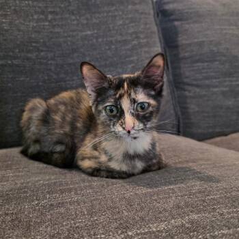 April -  Domestic Medium Hair Cat for Adoption in Fort Worth, Texas - April | PetCurious