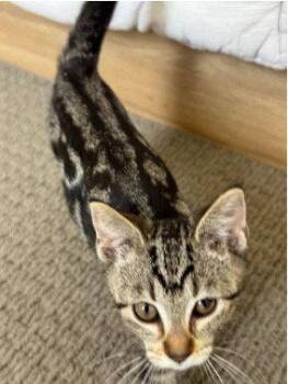 Broccoli Cheddar -  Domestic Short Hair Cat for Adoption in Mission Viejo, California - Broccoli Cheddar | PetCurious