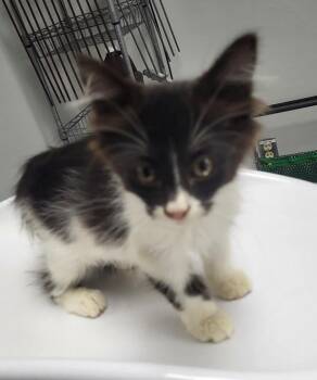 If-1 Wednesday -  Domestic Medium Hair Cat for Adoption in Lawrenceville, Georgia - If-1 Wednesday | PetCurious