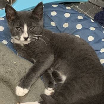 Rescue Domestic Short Hair Cats for Adoption - Curly Fry | PetCurious