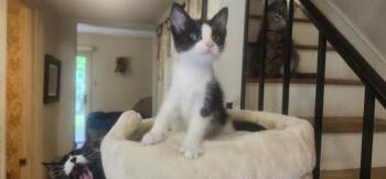 Wilbur -  Domestic Short Hair Cat Available for Adoption in Richmond, Virginia - Wilbur | PetCurious
