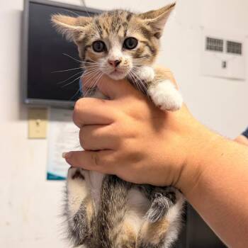 Domestic Short Hair Cats Available for Adoption in Wahiawa, Hawaii - Dorito | PetCurious