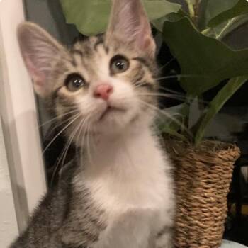 Domestic Short Hair Cats Available for Adoption in Tallahassee, Florida - Breeze Haines | PetCurious