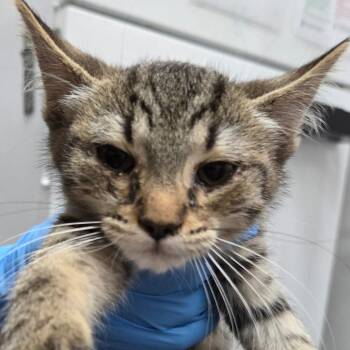 Sierra -  Domestic Short Hair Cat for Adoption in Newark, New Jersey - Sierra | PetCurious