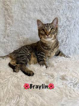 Rescue Tabby Cats for Adoption in Copley, Ohio - Braylin | PetCurious
