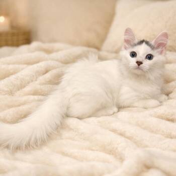 Tinky Winky -  Domestic Medium Hair Cat for Adoption in Bethel, Connecticut - Tinky Winky | PetCurious