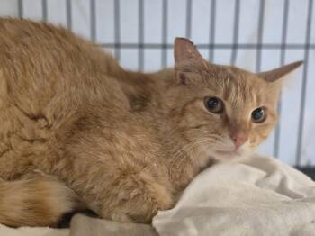 Boyd -  Domestic Short Hair Cat for Adoption in Dickson, Tennessee - Boyd | PetCurious